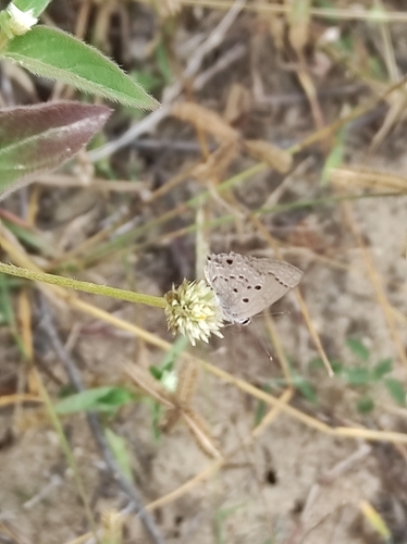 Cramer’s Scrub-Hairstreak