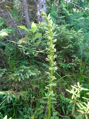 Media resource of Platanthera huronensis