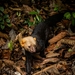 Tayra - Photo (c) Luis Bernuy Pinedo, some rights reserved (CC BY-NC), uploaded by Luis Bernuy Pinedo