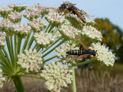 Moon Carrot