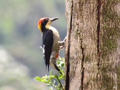 Melanerpes pulcher