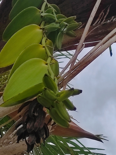 Vanilla palmarum