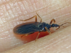 Enicocephalidae