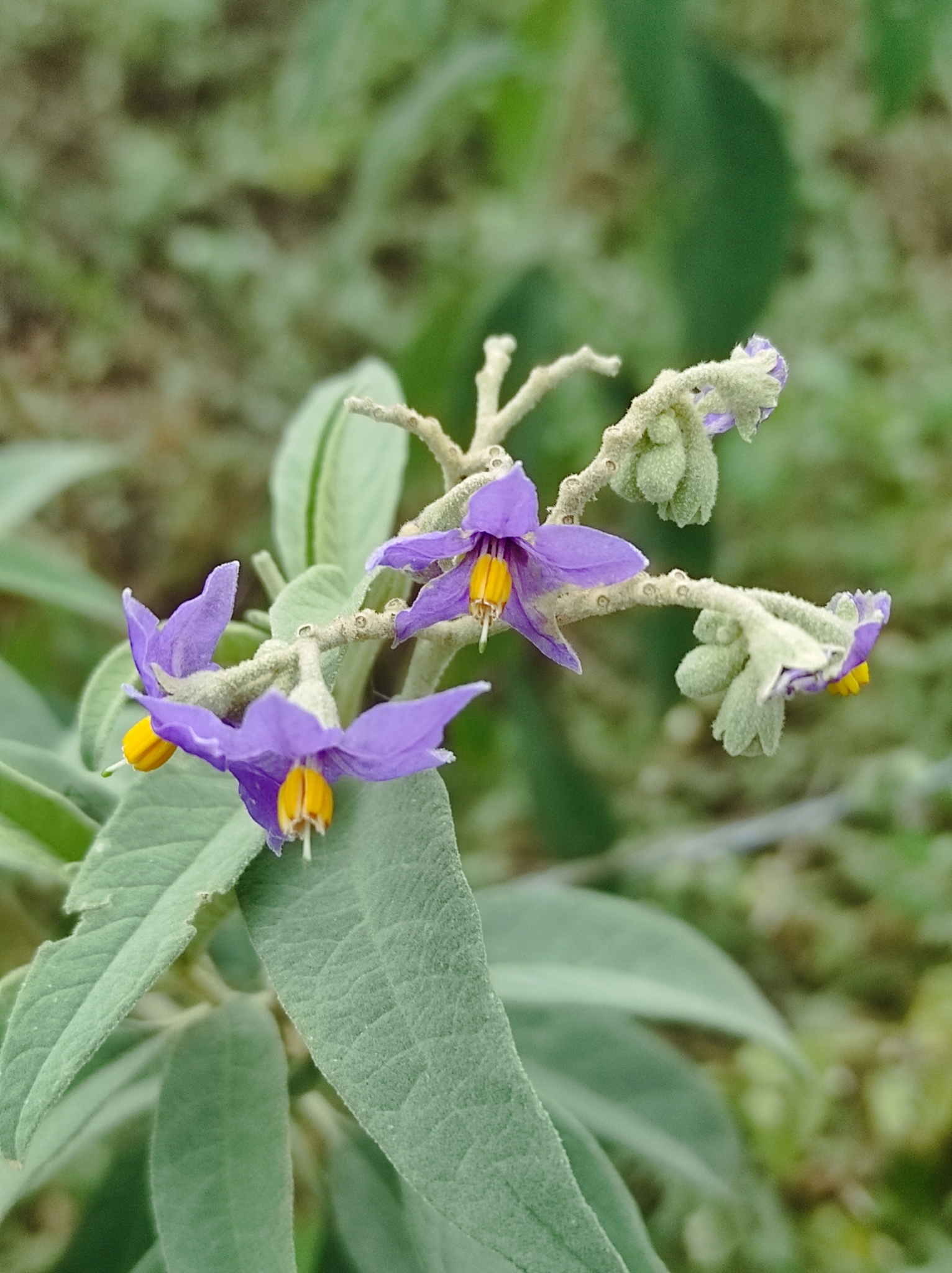 Solanum stipulaceum