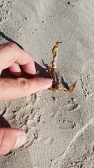 Hadrurus concolorous