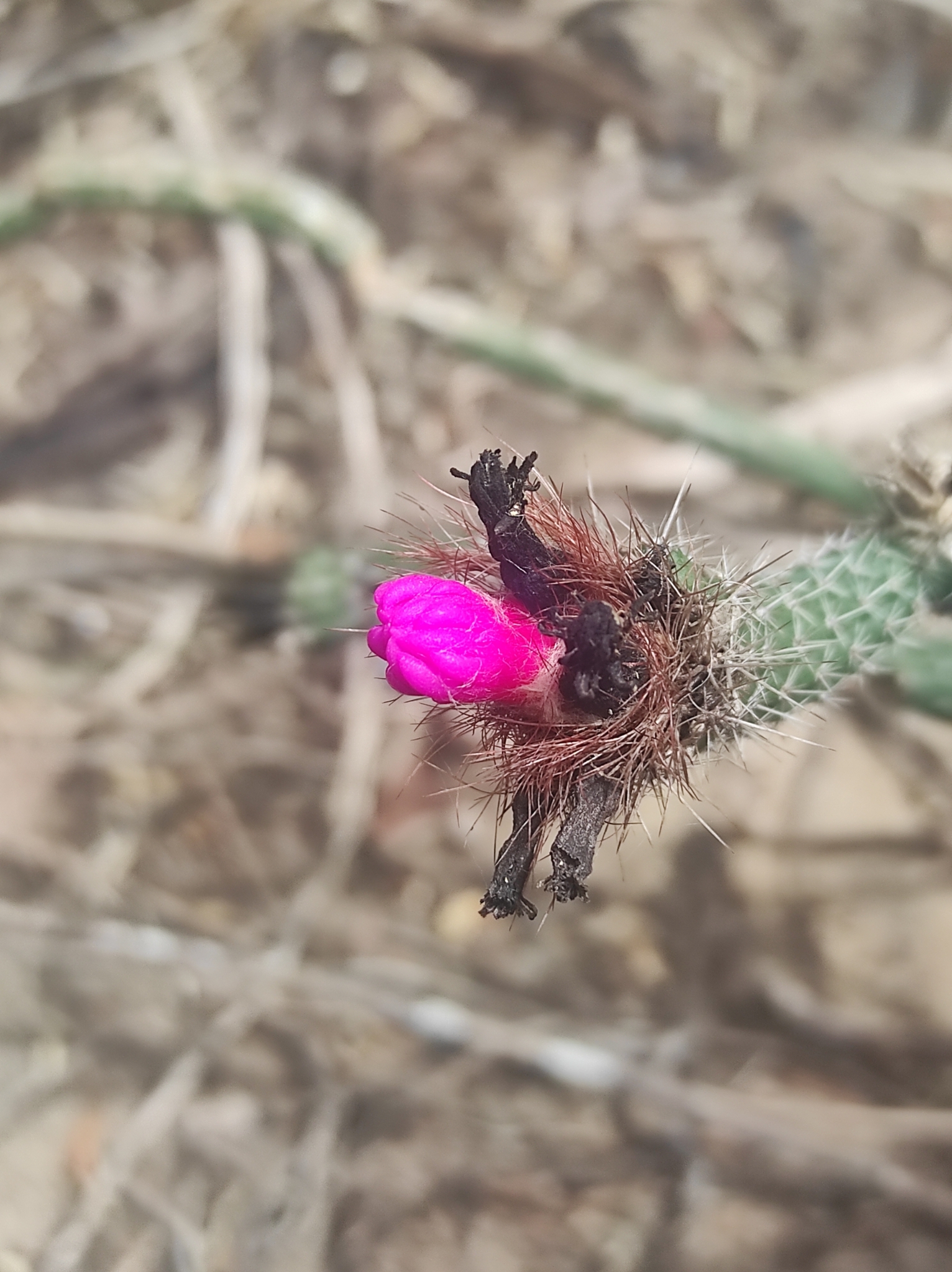 Arrojadoa penicillata