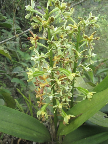 Image of Prosthechea crassilabia by (c) Alfredo Gutierrez Dipaz, some rights reserved (CC BY)