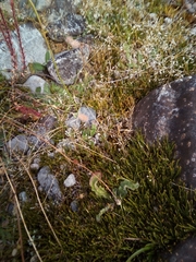 Carmichaelia uniflora