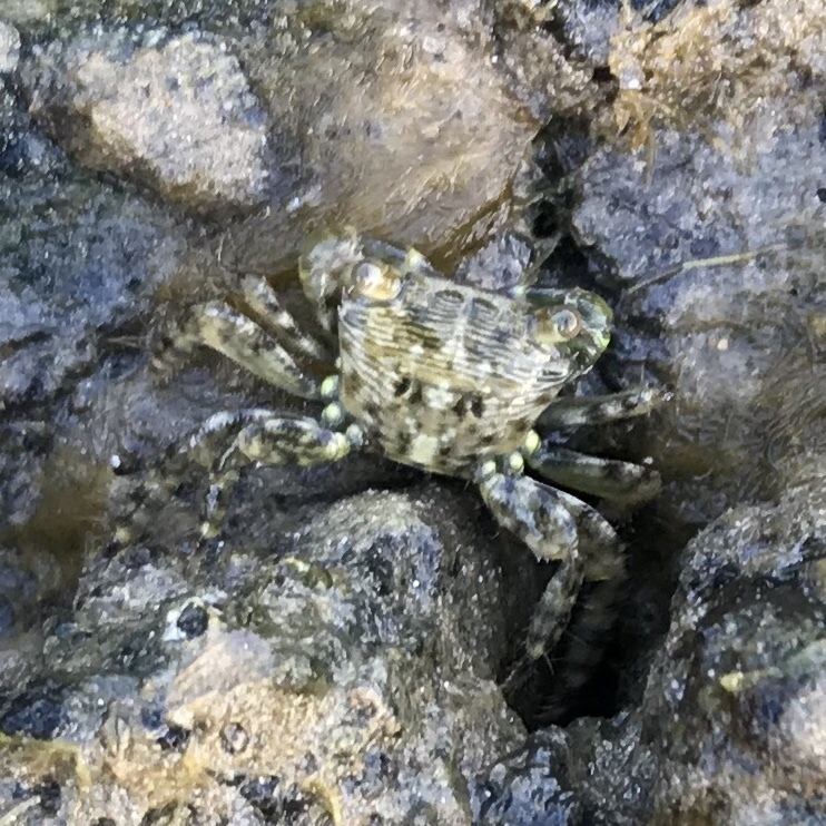 Mottled Shore Crab from Atlantic Ocean, , BA, BR on January 17, 2019 at ...