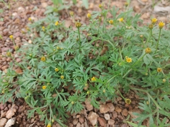 Chrysanthellum indicum subsp. afroamericanum image