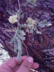 Havardia mexicana