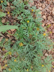 Chrysanthellum indicum subsp. afroamericanum image