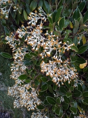 Brachyglottis elaeagnifolia