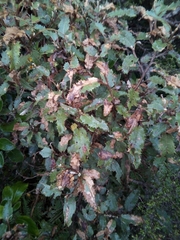 Olearia × macrodonta