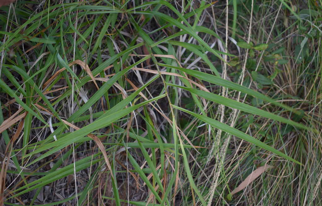 Dianella incollata