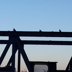 Columba livia domestica