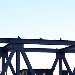 Columba livia domestica