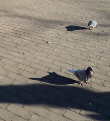 Columba livia domestica