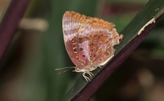 Arhopala micale