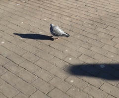 Columba livia domestica
