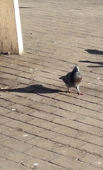 Columba livia domestica