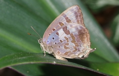Arhopala madytus