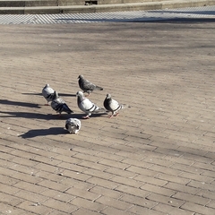 Columba livia domestica