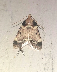 Aglossa costiferalis