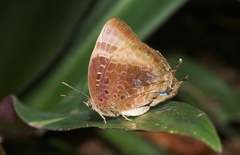 Arhopala madytus