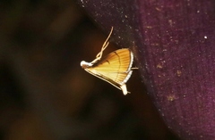 Bradina admixtalis