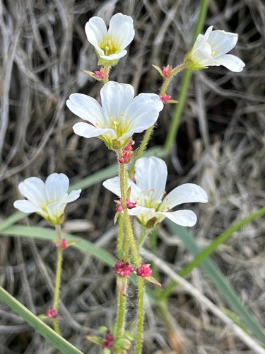 Nodding Saxifrage