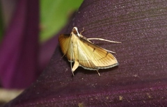 Bradina admixtalis