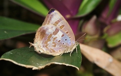 Arhopala madytus