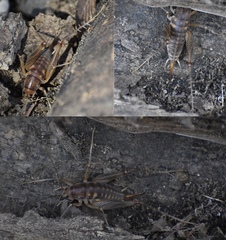 Ceuthophilus maculatus