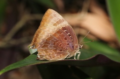 Arhopala madytus