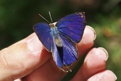 Arhopala madytus