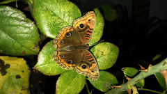 Junonia genoveva hilaris