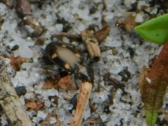 Tetragonoderus laevigatus