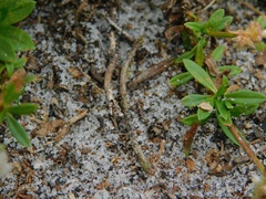 Tetragonoderus laevigatus