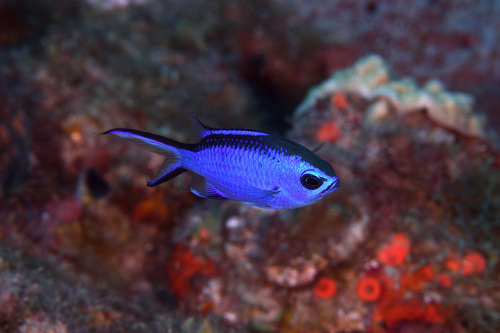 Blue Chromis