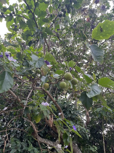 Solanum wrightii, photograph 3