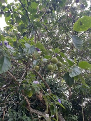 Solanum wrightii, photograph (c) Victor Porta, some rights reserved (CC BY)