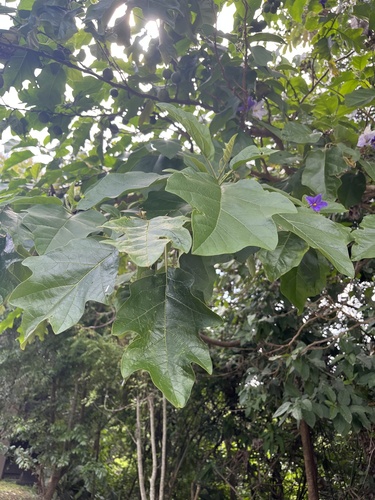 Solanum wrightii, photograph 4