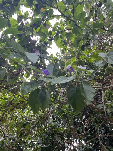 Solanum wrightii, photograph 5