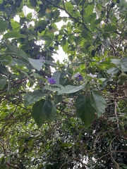 Solanum wrightii, photograph (c) Victor Porta, some rights reserved (CC BY)