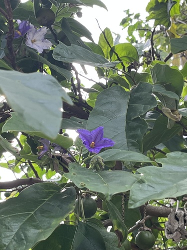 Solanum wrightii, photograph 6