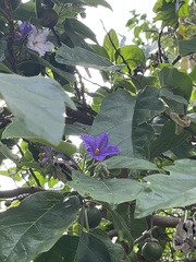 Solanum wrightii, photograph (c) Victor Porta, some rights reserved (CC BY)