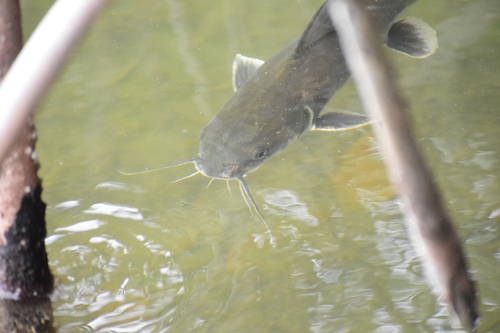 Maya sea catfish (Ariopsis assimilis) — Ariidae — 2