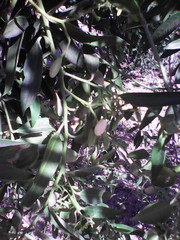 Vallesia laciniata