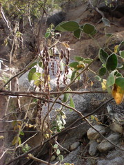 Senna villosa